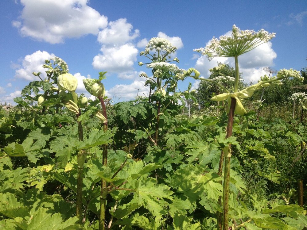 Борщевик Сосновского