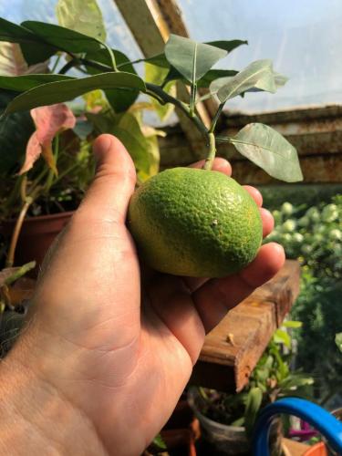 апельсино-мандарин