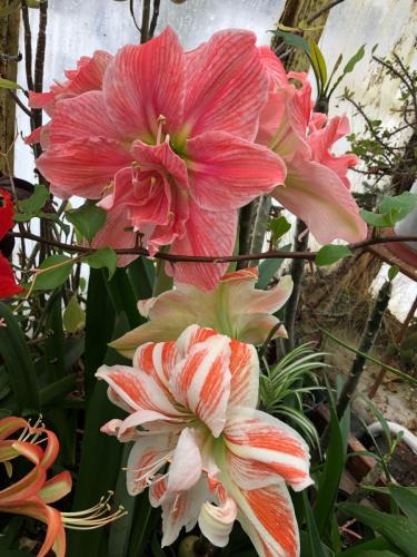 гипеаструм 1