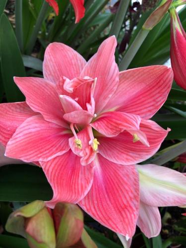 гипеаструм 2