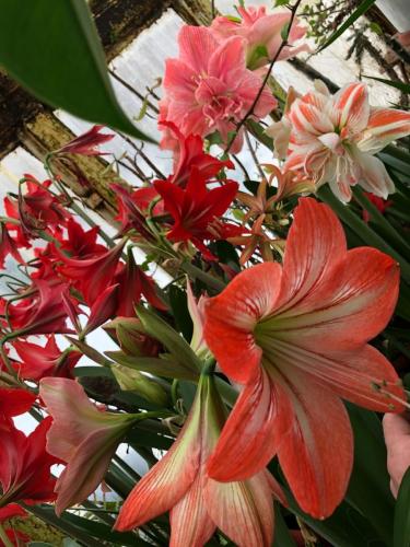 гипеаструм 3