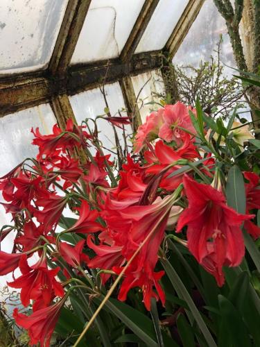 гипеаструм 4