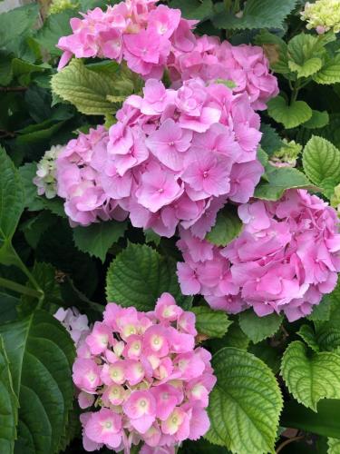 гортензии 3