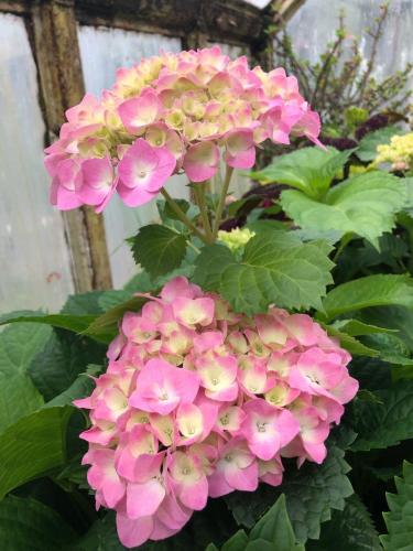 гортензии 4