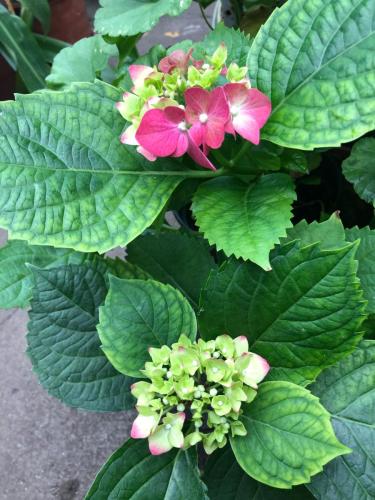 гортензии 5