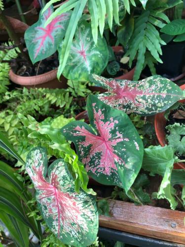 калладиумы 2